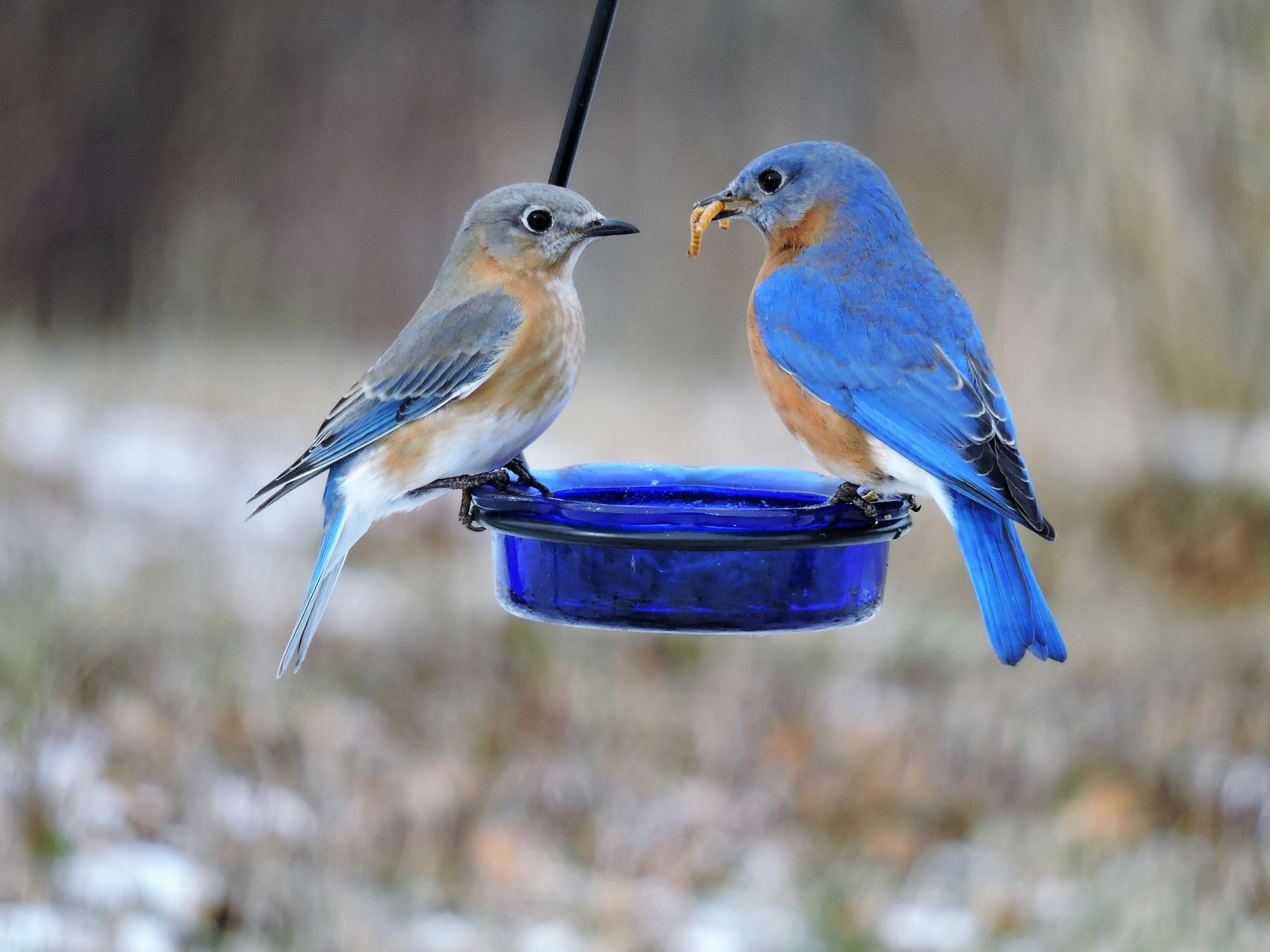 Eastern Bluebirds © Claire Talbot