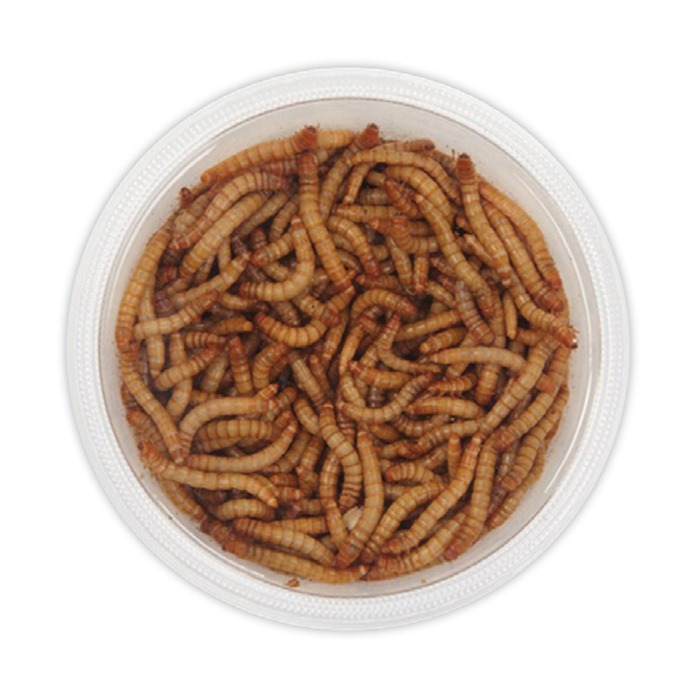 Med/Lg Live Mealworms 500 