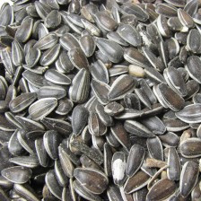 Seed With Shells