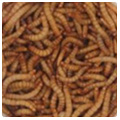 menu-icon-mealworms-120