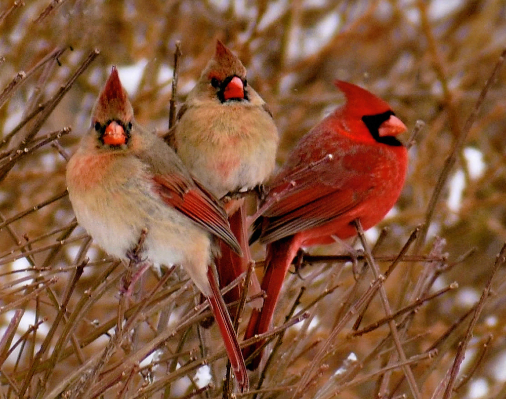 3 Cardinals in Tree