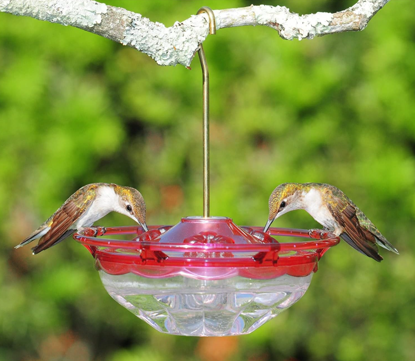 Hummblossom Rose - Image 3