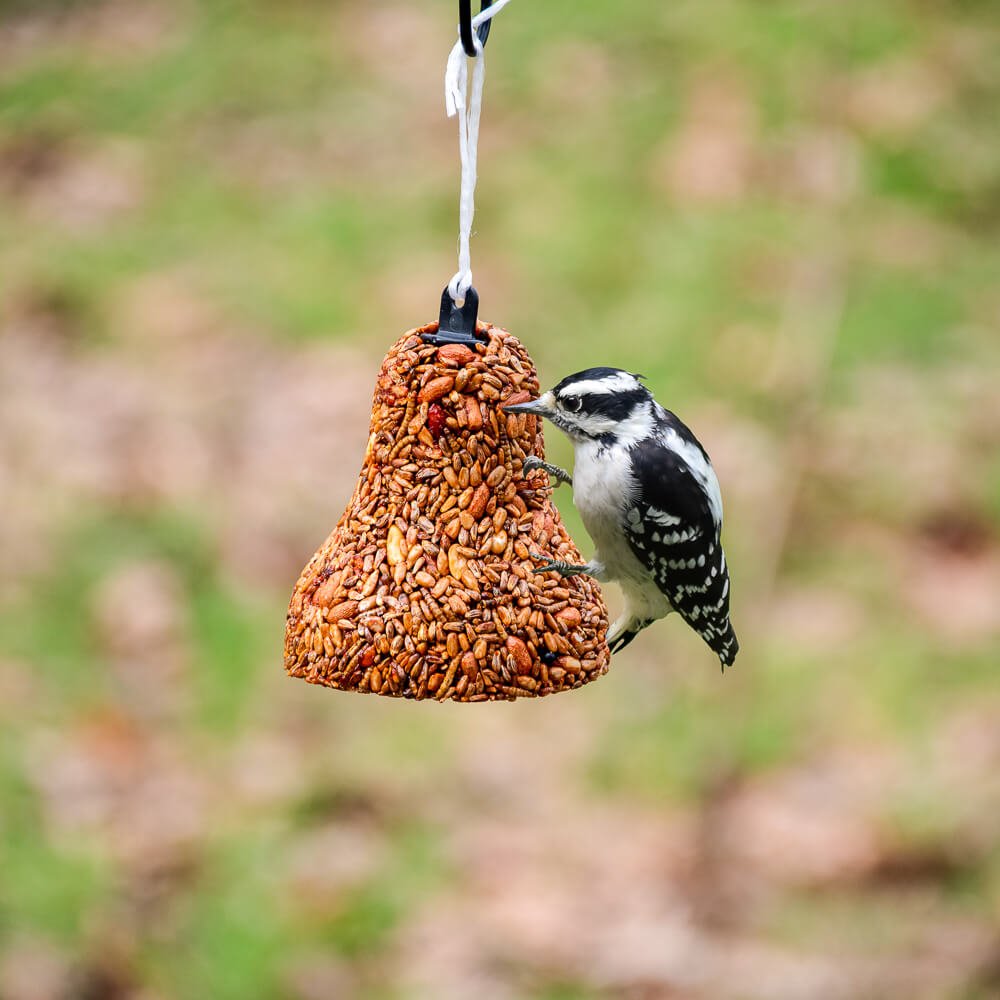 Mr. Bird Flaming Hot Seed Bell - Image 3