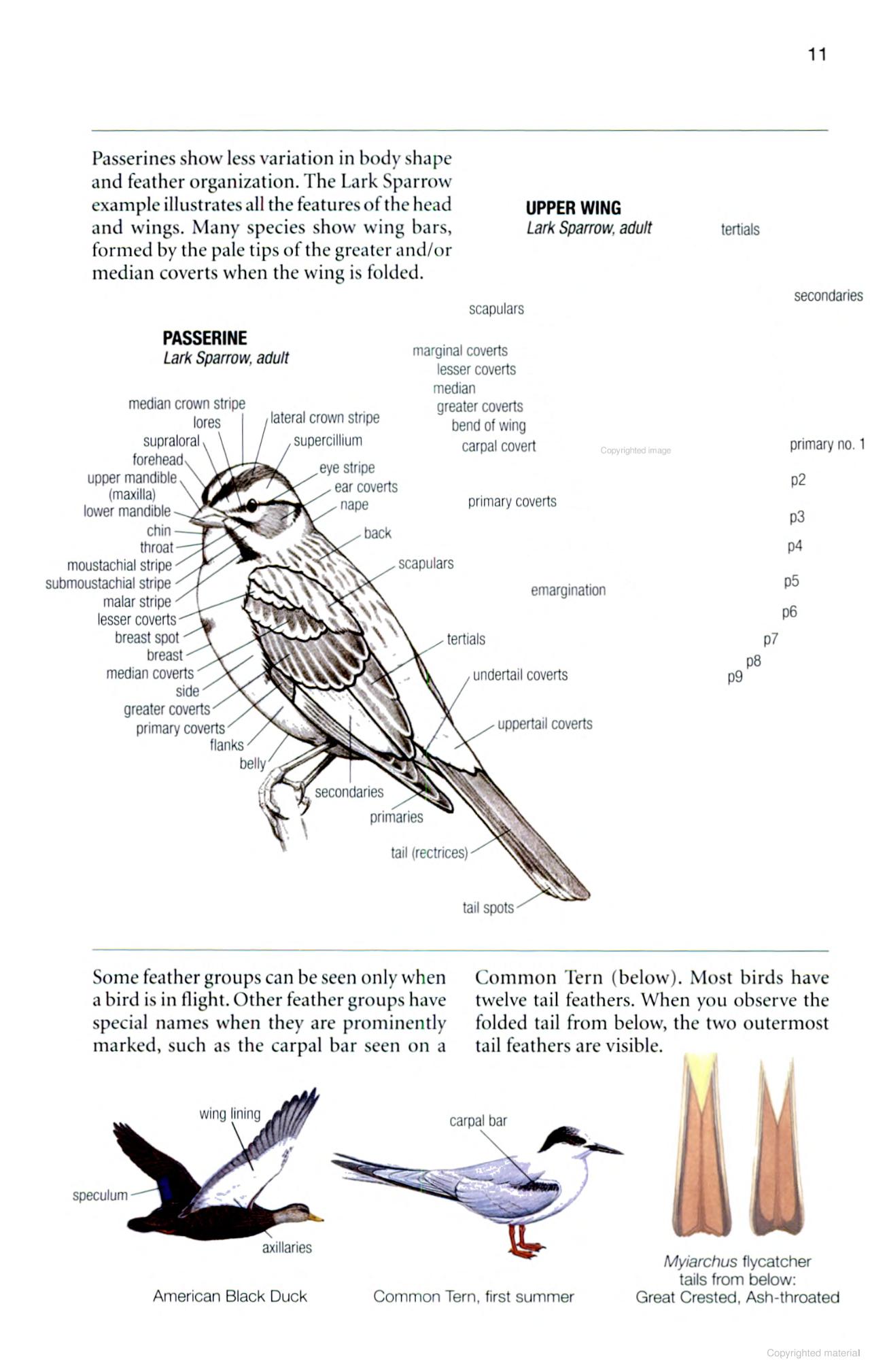 National Geographic Birds of Eastern North America - Image 6