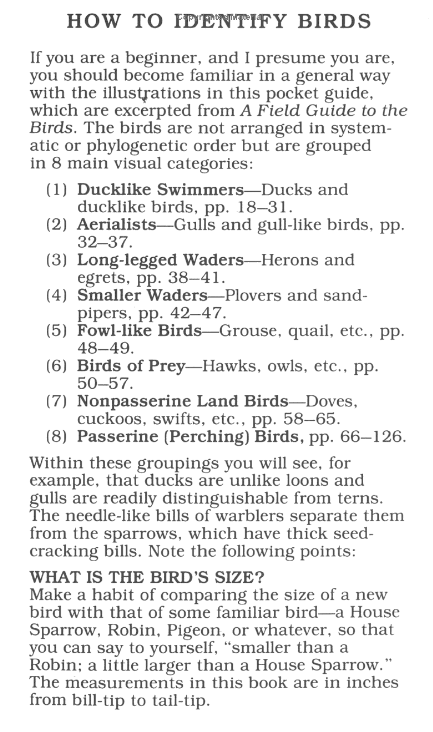 Peterson First Guide Birds - Image 5