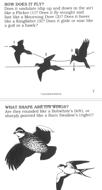 Peterson First Guide Birds - Image 6