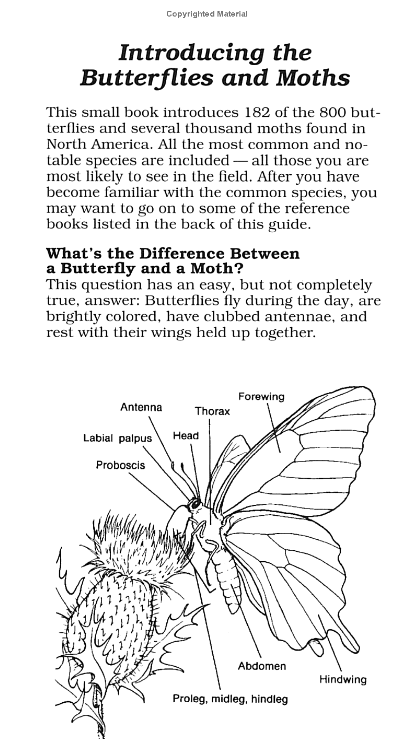 Peterson First Guide Butterflies - Image 3