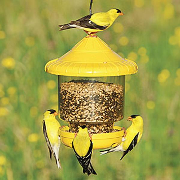 Clingers Only Yellow