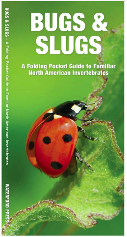 WP Bugs & Slugs Folding Guide