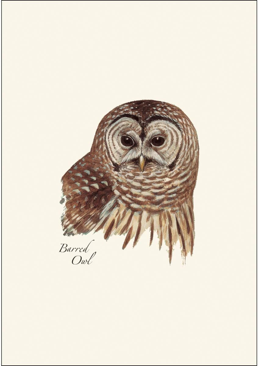 ESW Peterson's Owl Boxed Cards