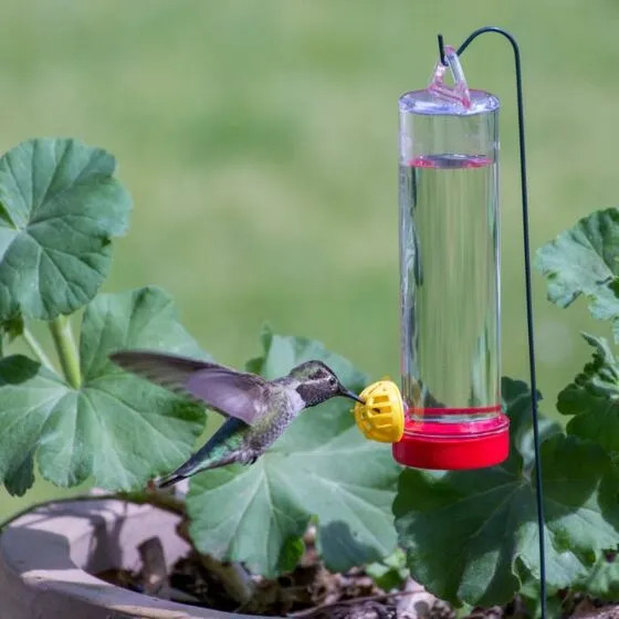 Hummingbird Planter Feeder