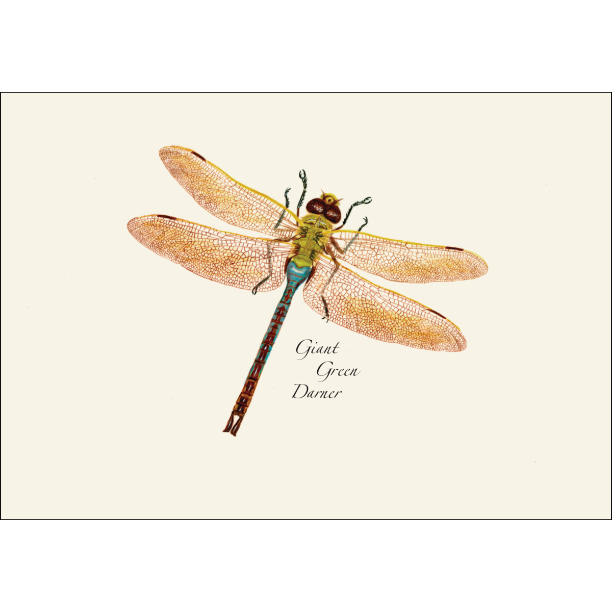 ESW Dragonfly Boxed Cards