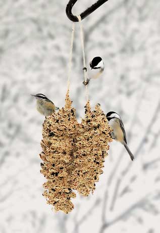 Mr. Bird Pinecone Pair