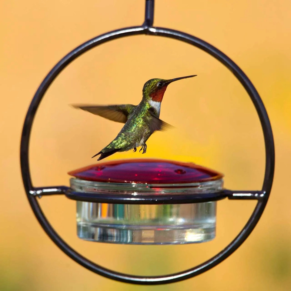 Humble Basic Hummingbird Feeder