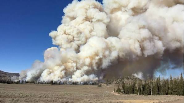How does Wildfire Smoke Affect Birds